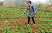 抢抓时节忙生产 期盼增产又增收