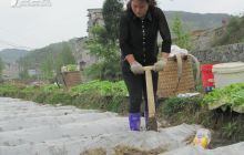 合兴镇烤烟井窖式移栽