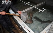 松桃桂苑娃娃鱼山庄 生态繁殖产销一体