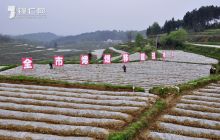 全市烤烟移栽现场会在松桃召开