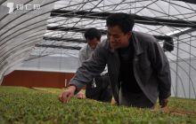 罗启强：试种石斛乐趣多