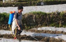 德江烤烟生产全面进入大田移栽