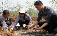 德江打造天麻产业“万元山”
