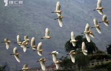乌江山峡风景名胜区成为白鹭繁殖的天堂