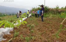 德江县枫香溪镇群众家门口就业