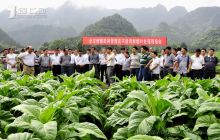 全市烤烟田间管理及不适用鲜烟叶处理现场会在江口县召开