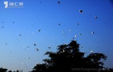 数千白鹭栖居德江石板村