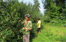 沿河塘坝乡榨子村千年古茶园