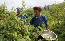 沿河土地坳镇利民金银花合作社带动群众致富
