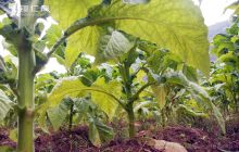 荆角乡2450亩烤烟全面进入烘烤