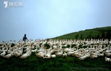 生态草海养天鹅