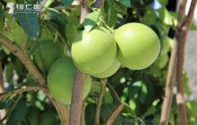 发展一个产业  带富一方百姓