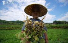 抗旱——玉屏旱情直击