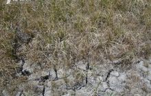 江口：齐心协力抗大旱