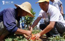 德江潮砥镇：滴灌抗旱救果苗