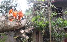 大风吹倒百年古树压民房 玉屏消防紧急排险