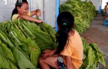 黄板乡留守老人和妇女儿童家门口淘金