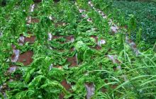 松桃瓦溪乡遭受强冰雹自然灾害