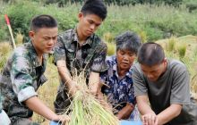 秋收抢种 民兵在行动
