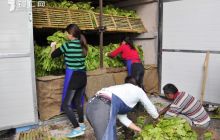 烤烟散叶堆积烘烤暨上部一次性砍烤推进会