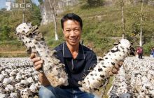德江高家湾村发展食用菌见效益