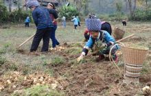 松桃盘石积极为种植户挽回经济损失40余万元