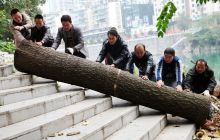 市园林局清除锦江河岸两棵危树