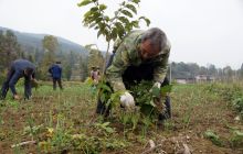 枫香溪核桃产业“以短养长”助农增收