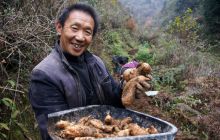 沙溪天麻：大旱之年减产不减收