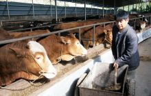 平原镇生态肉牛养殖势头强劲