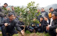 德江农技人员田间地头传授技术