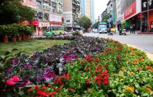 铜城花草争艳迎佳节