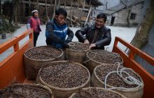 盘石镇油茶助农增收