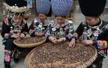 苗家生态茶油香四方