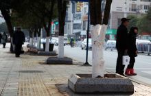 城区行道树池“改头换面”