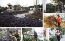 园林绿化美新春