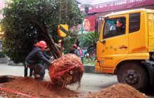 铜仁市园林局做好民主路人防工程树木移植工作