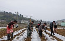 思南县合朋溪镇干群同心闹春耕