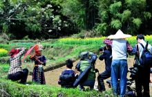 梨花飘香引客来