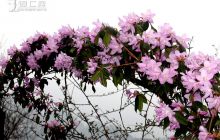 印江杜鹃花海惹人醉