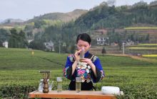 【梵净山·明前茶】翠芽飘香 松桃万亩茶园