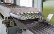 【梵净山·明前茶】春之茶 茶之韵