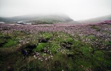 【梵净山·明前茶】桃源五德·桃花佐茶