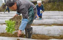 德江合兴镇全面启动烤烟工序化井窖式移栽