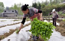 烤烟工序化井窖式移栽服务深受烟农欢迎