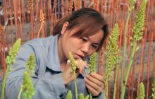 德江今年新增天麻25万平米