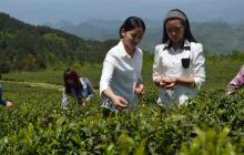 德江职业中学“五一”开展学生自愿采茶活动