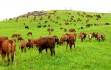 黔东草海生态畜牧园区发展养牛