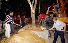 铜仁市园林局夜间更换枯死桂花树