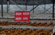 松桃发展中药材产业铁皮石斛